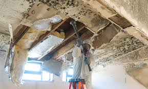 Best Black Mold Removal  in Mobridge, SD